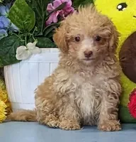 Delton, a male Poochon for sale in Burns, KS – Photo 5 of 6
