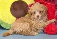 Delton, a male Poochon for sale in Burns, KS – Photo 1 of 6