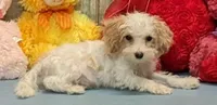 Yavin, a male Poochon for sale in Burns, KS – Photo 3 of 5