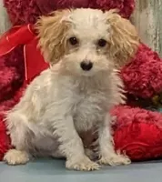 Yavin, a male Poochon for sale in Burns, KS – Photo 2 of 5