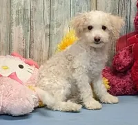 Davey, a male Poochon for sale in Burns, KS – Photo 2 of 5