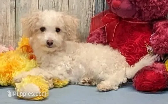 Davey – Poochon puppy for sale in Burns, KS