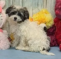 Flora, a female Poodle - Miniature  and Havamalt for sale in Burns, KS – Photo 1 of 7