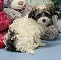 Flora, a female Poodle - Miniature  and Havamalt for sale in Burns, KS – Photo 6 of 7