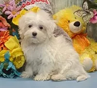 Kyson, a male Maltese for sale in Burns, KS – Photo 2 of 5