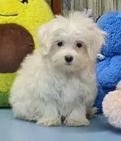 Kyson, a male Maltese for sale in Burns, KS – Photo 3 of 5