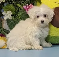 Kyson, a male Maltese for sale in Burns, KS – Photo 4 of 5
