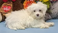 Kyson, a male Maltese for sale in Burns, KS – Photo 1 of 5