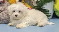 Kyson, a male Maltese for sale in Burns, KS – Photo 5 of 5
