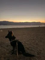 Moza Negotiable, a female German Shepherd Dog for sale in Riverside, CA – 4 of 5