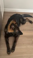 Moza, a female German Shepherd Dog for sale in Irvine, CA – 2 of 4