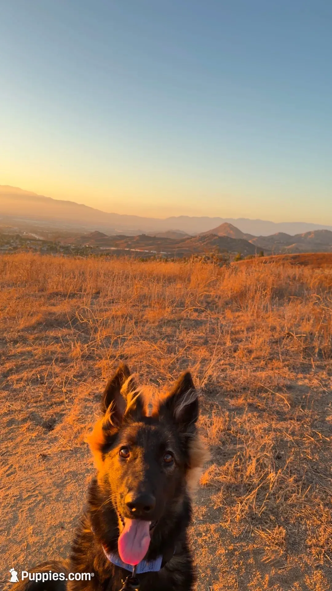 Moza, a female German Shepherd Dog for sale in Irvine, CA – 3 of 4