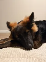 Moza, a female German Shepherd Dog for sale in Irvine, CA – 4 of 4