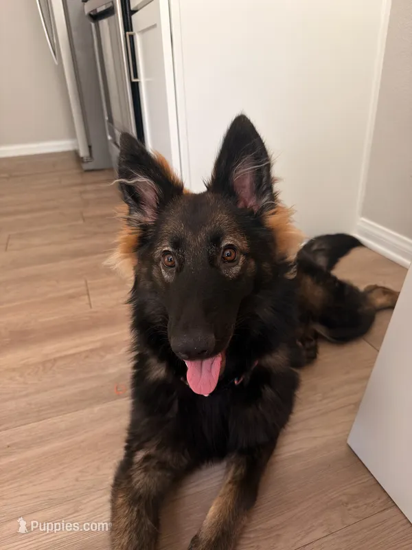 Moza Negotiable – German Shepherd Dog puppy for sale in Riverside, CA