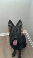 Moza, a female German Shepherd Dog for sale in Irvine, CA – 1 of 4