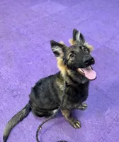 Moza Negotiable, a female German Shepherd Dog for sale in Riverside, CA – 5 of 5