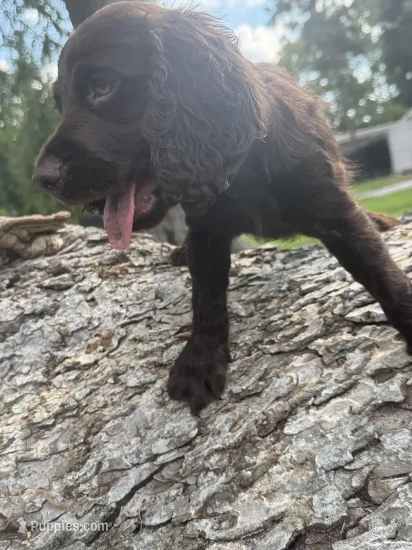 Boy – Boykin Spaniel puppy for sale in Saint George, SC