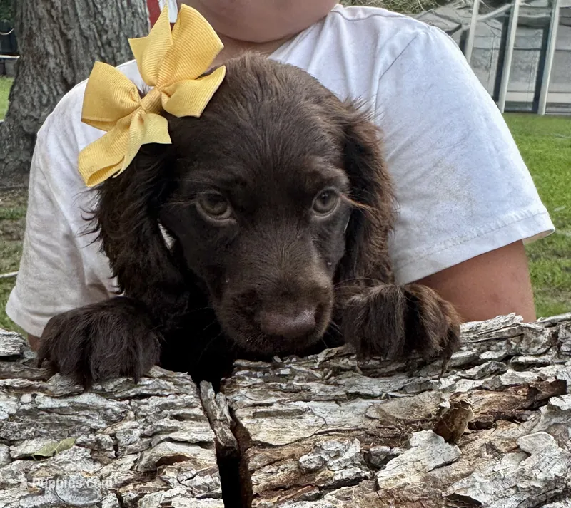 Girl – Boykin Spaniel puppy for sale in Saint George, SC