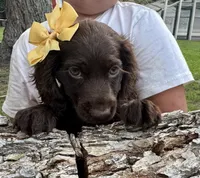 Girl, a female Boykin Spaniel for sale in Saint George, SC – 1 of 4