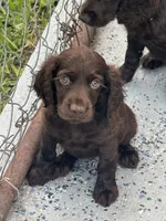 Boy, a male Boykin Spaniel for sale in Saint George, SC – 4 of 4