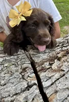 Girl, a female Boykin Spaniel for sale in Saint George, SC – 2 of 4