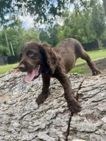 Boy, a male Boykin Spaniel for sale in Saint George, SC – 2 of 4