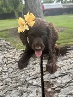 Girl, a female Boykin Spaniel for sale in Saint George, SC – 4 of 4