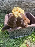 Girl, a female Boykin Spaniel for sale in Saint George, SC – 3 of 4