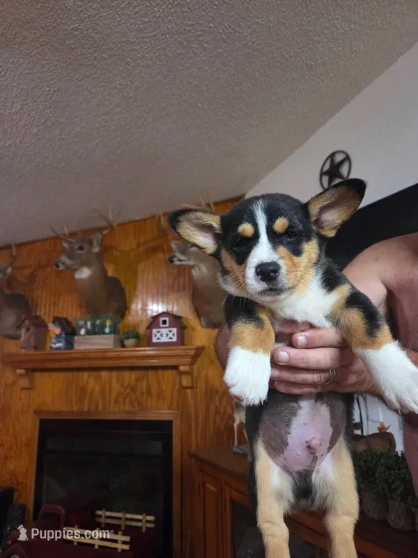 Sparky – Pembroke Welsh Corgi puppy for sale in Land O Lakes, FL