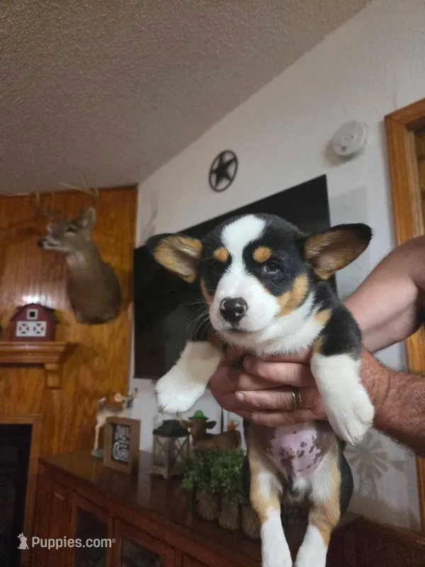 Scooby – Pembroke Welsh Corgi puppy for sale in Land O Lakes, FL