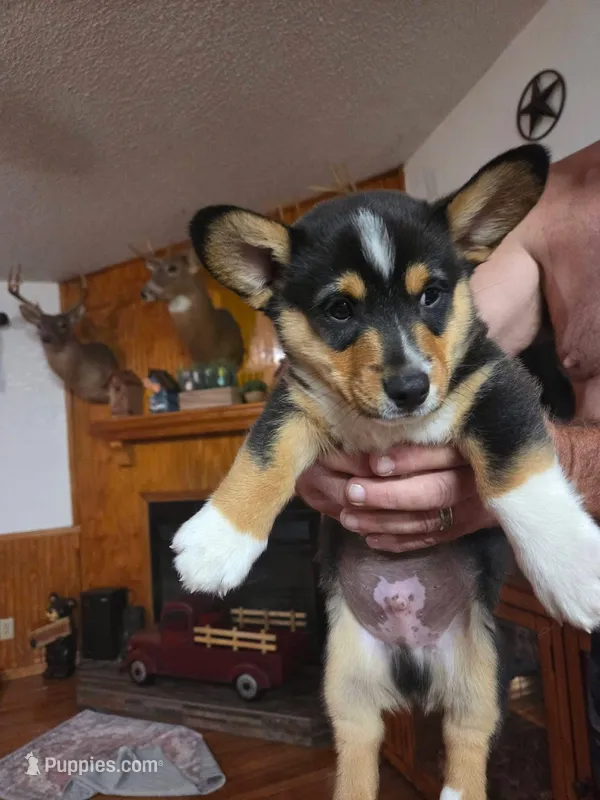 Marathon  – Pembroke Welsh Corgi puppy for sale in Land O Lakes, FL