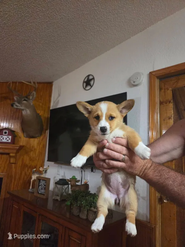 Faith – Pembroke Welsh Corgi puppy for sale in Land O Lakes, FL