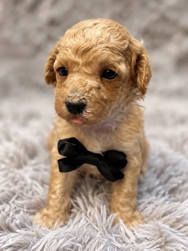Goose – Poodle - Toy  puppy for sale in Anderson, MO