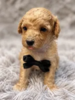 Goose, a male Poodle - Toy  for sale in Anderson, MO – 1 of 2