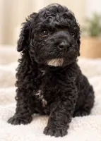 Bolt , a male Poodle - Toy  for sale in Anderson, MO – 3 of 6