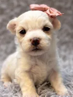 Daisy , a female Maltese for sale in Anderson, MO – 1 of 3