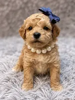 Flossie, a female Poodle - Toy  for sale in Anderson, MO – 1 of 2