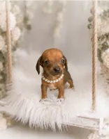Francisca, a female Miniature Dachshund for sale in Anderson, MO – 2 of 3