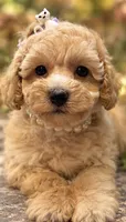 Della, a female Poodle - Toy  for sale in Anderson, MO – 3 of 3