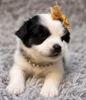 Roxy, a female Papillon for sale in Anderson, MO – 1 of 3