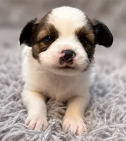 Ziggy, a male Papillon for sale in Anderson, MO – 2 of 3