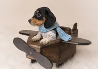 Tripp, a male Miniature Dachshund for sale in Anderson, MO – 2 of 2
