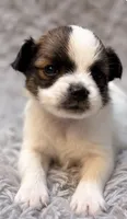 Barkley, a male Papillon for sale in Anderson, MO – 3 of 3