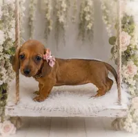 Josefina, a female Miniature Dachshund for sale in Anderson, MO – 2 of 3