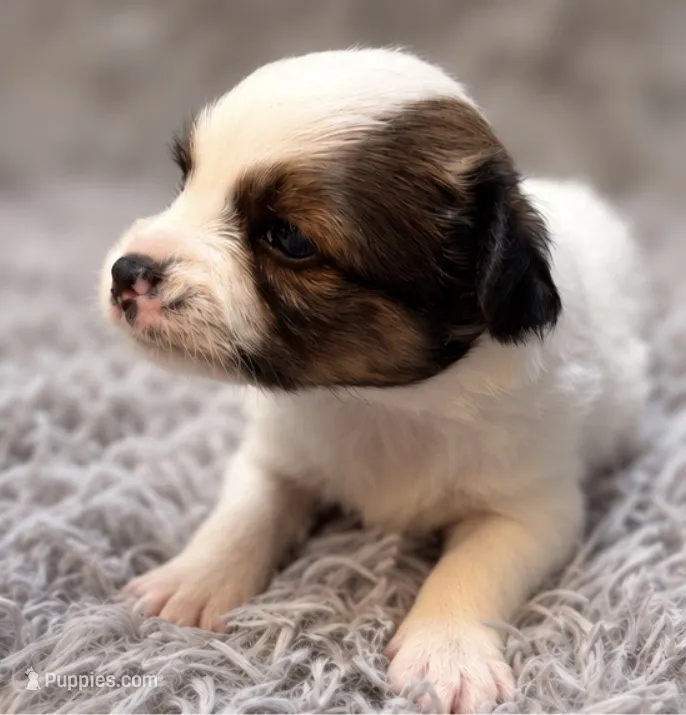 Ziggy, a male Papillon for sale in Anderson, MO – 1 of 3