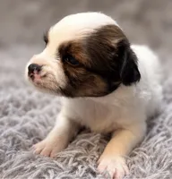 Ziggy, a male Papillon for sale in Anderson, MO – 1 of 3