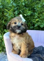 Prim, a female Shihpoo for sale in Anderson, MO – 4 of 5