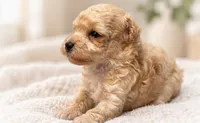 Marc, a male Poodle - Toy  for sale in Anderson, MO – 5 of 6