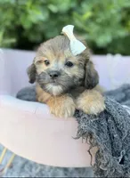 Prim, a female Shihpoo for sale in Anderson, MO – 2 of 5