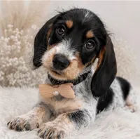 Tripp, a male Miniature Dachshund for sale in Anderson, MO – 2 of 5